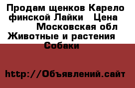 Продам щенков Карело- финской Лайки › Цена ­ 5 000 - Московская обл. Животные и растения » Собаки   